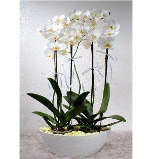 (Mgl-0009) Seramik vazoda 4 dal beyaz Orkide